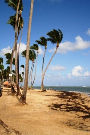votre appartement à Las Terrenas en republique dominicaine : plages et cocotiers
