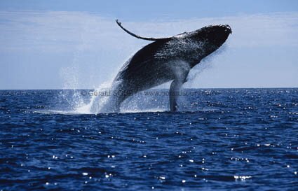 baleines à bosse : Las Terrenas - Samana - Repubique Dominiciane - Caraïbes
